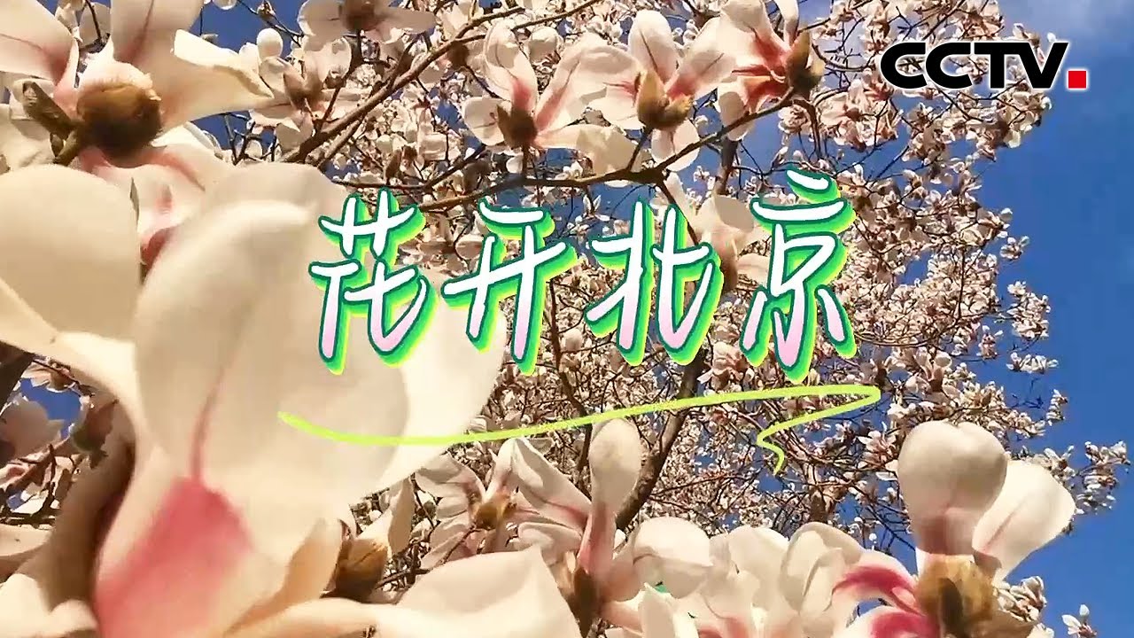 共赴春花之约，北京的花开了 | CCTV
