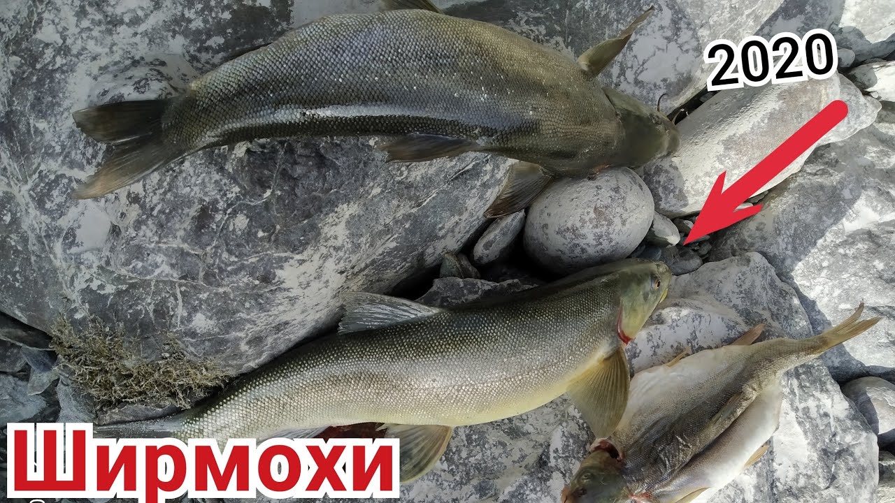 МОХИГИРИ ДАР ДАРЁИ ПАНЧ (БАДАХШОН-2020)