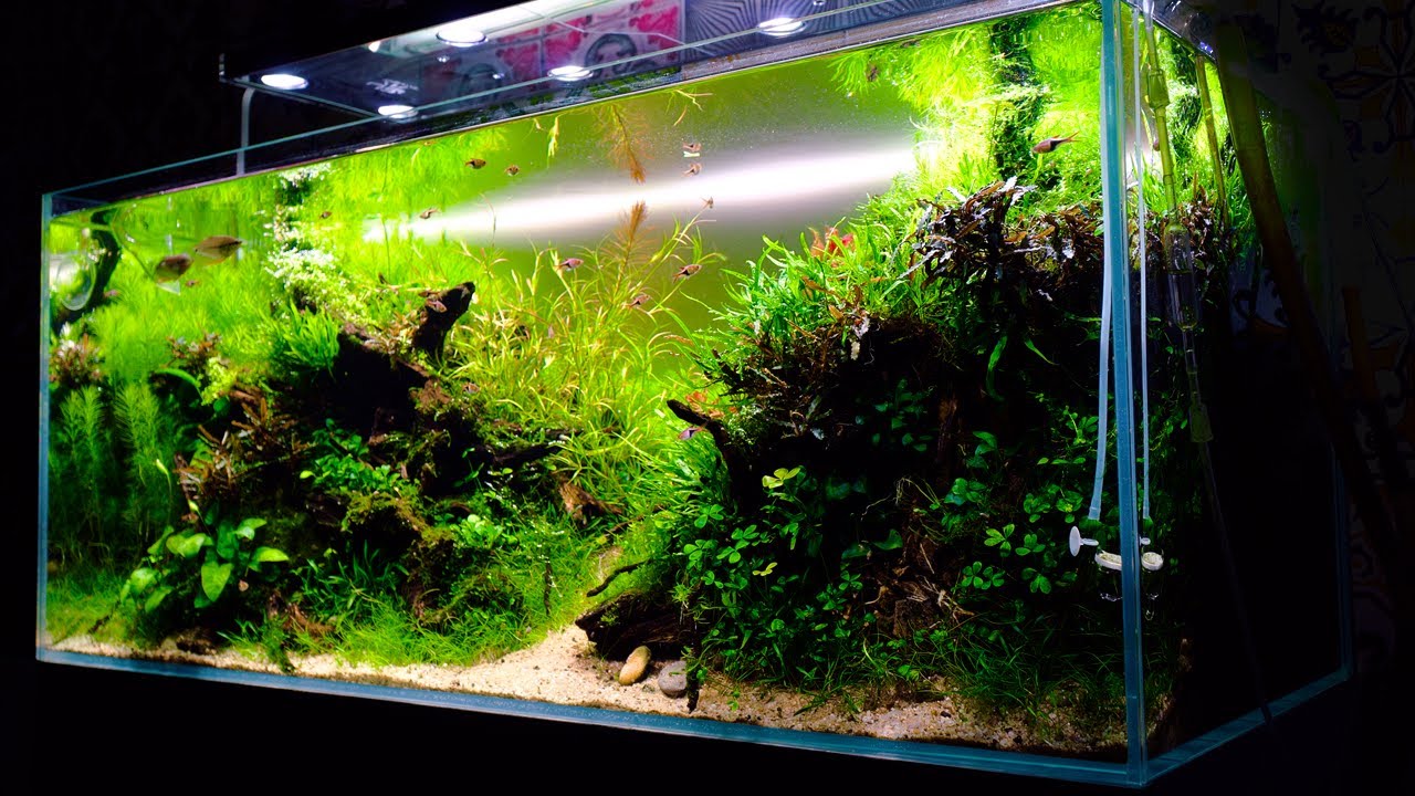 TESTUJE NOWOŚCI OD YOKUCHI! AKWARIUM NATURALNE 300L