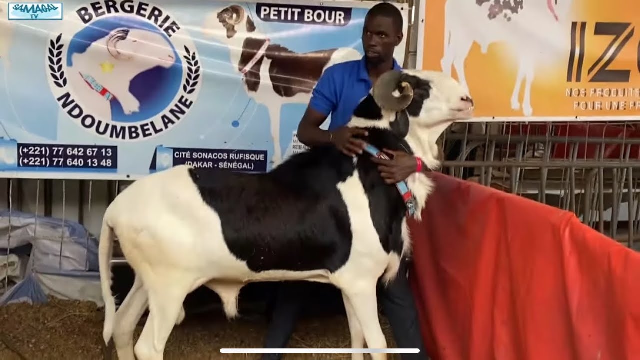 FOIRE APER BERGERIE NOUMBELANE