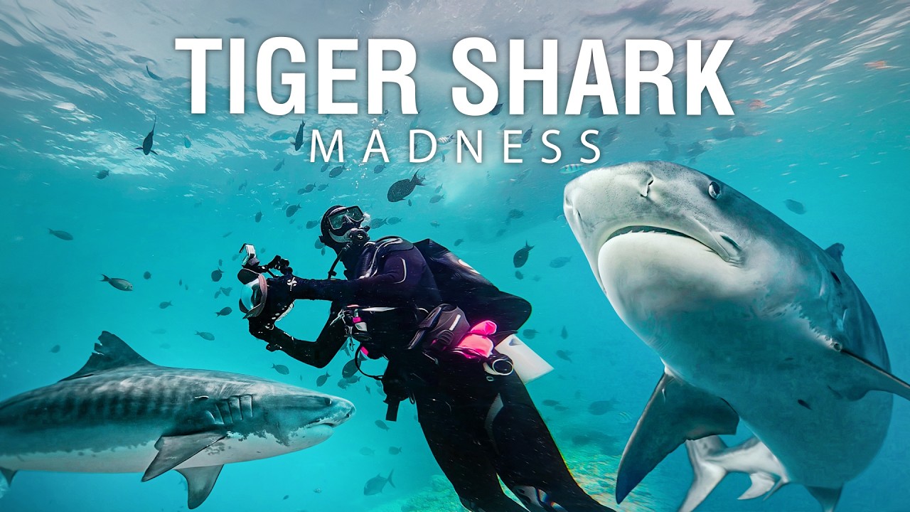 Fuvahmulah Tiger Shark Madness – 30 Sharks on My 300th Dive! Maldives 2026
