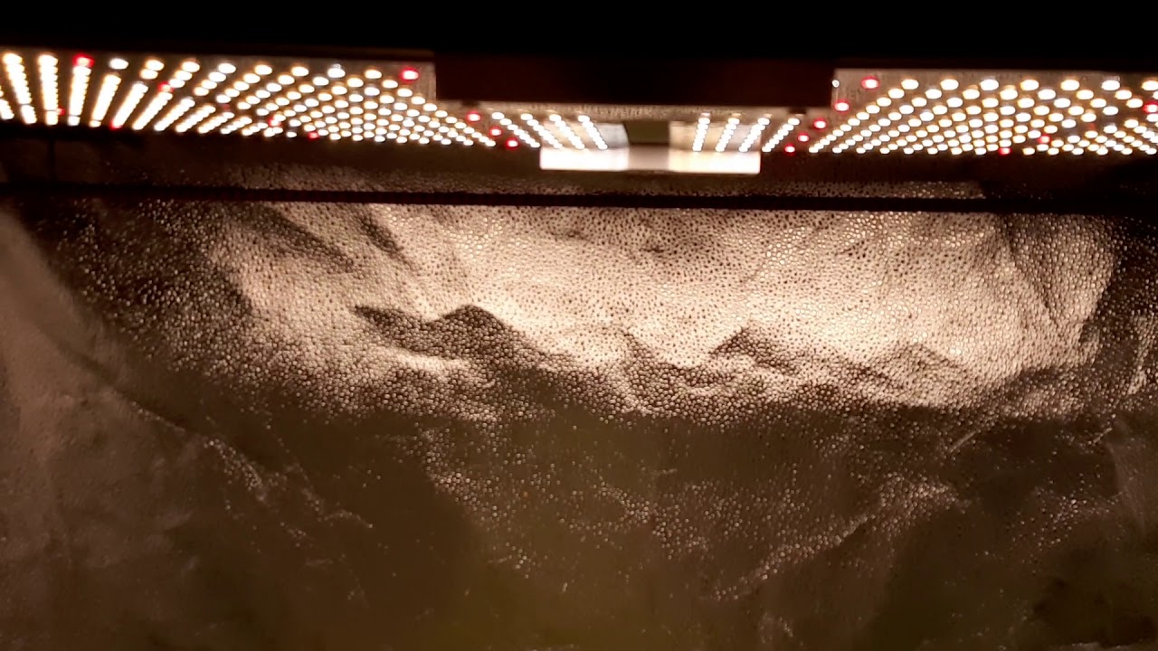 Spider farmer SF2000 200w LED OG Kush autoflower tent grow! Massive buds 🌲