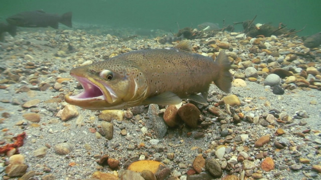 2017 Fishspot Gudbrandsdalen