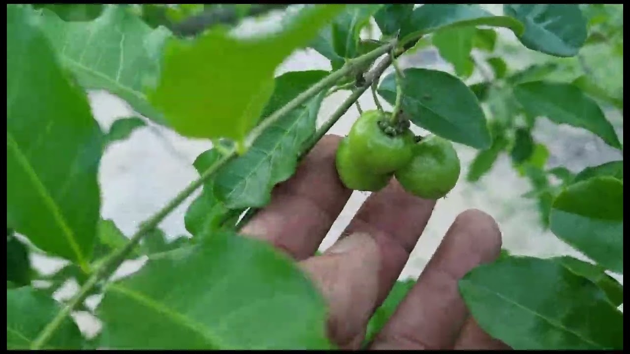 Olha como já tem frutas no sítio; manga, azeitona,  acerola e cajus.!!!