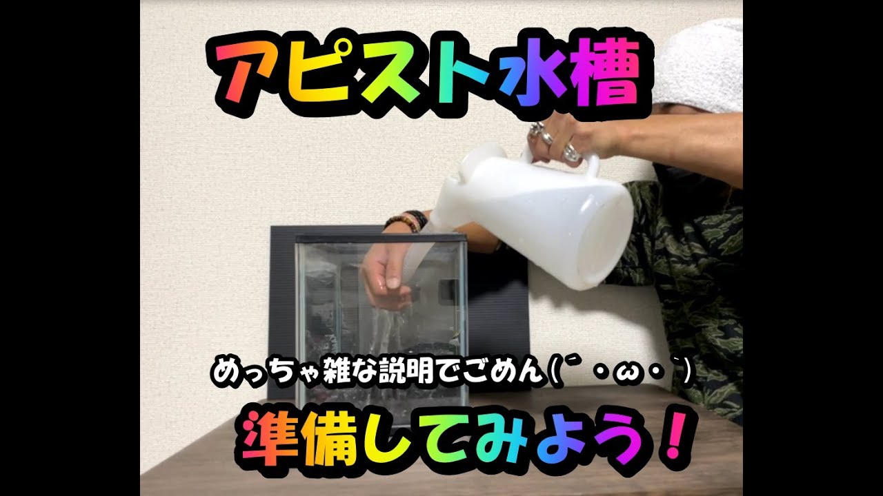 アピスト水槽セッティング！