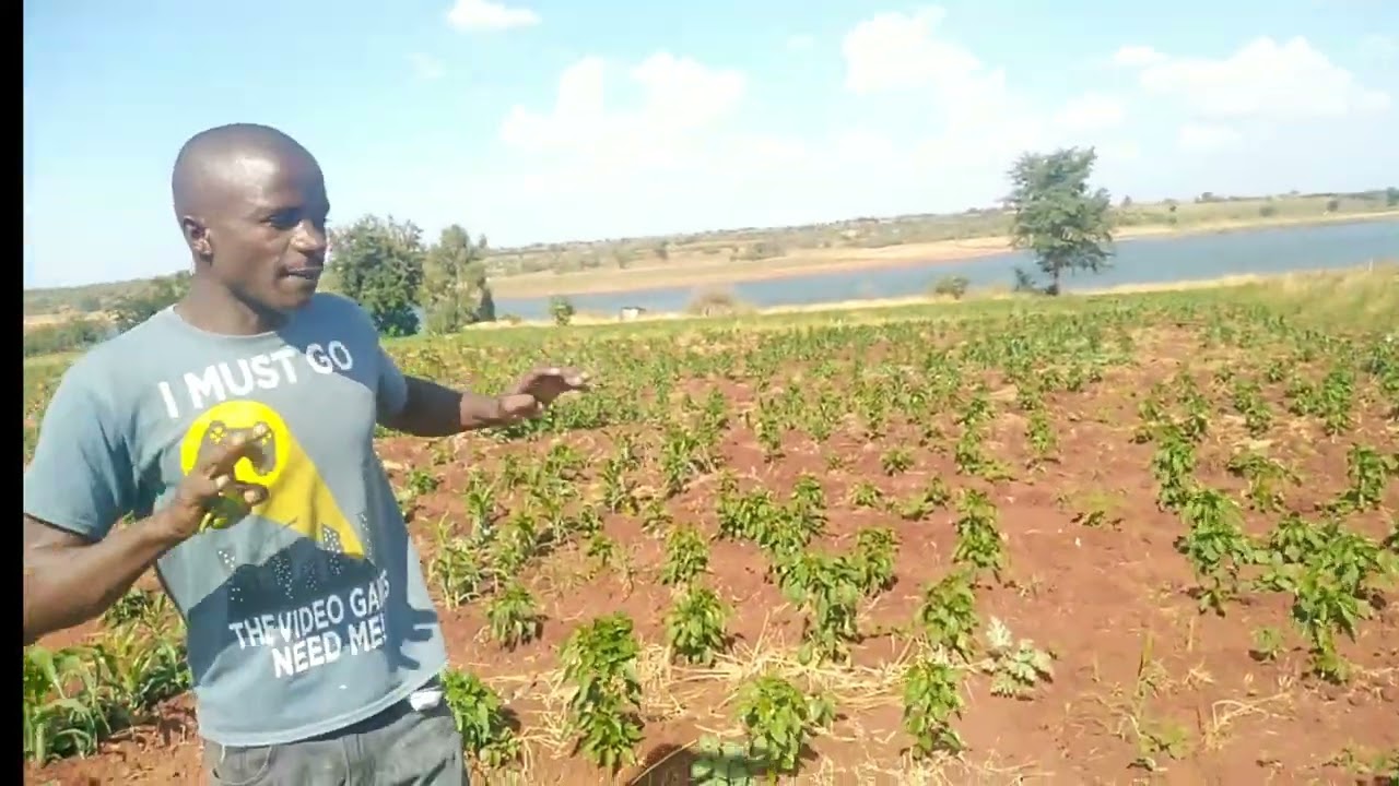 Pest, disease and disorder that affects Open field Capsicum and control. #viral #letsgrowtogether