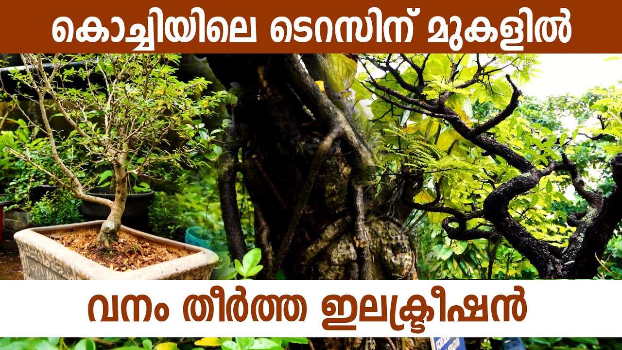 കുഞ്ഞൻ മരങ്ങൾ നിറഞ്ഞ വനം, കൊച്ചിയിലെ ഈ വീട് കൗതുകമാവുമ്പോൾ I Bonsai Forest in Cochin I Bonsai tree I