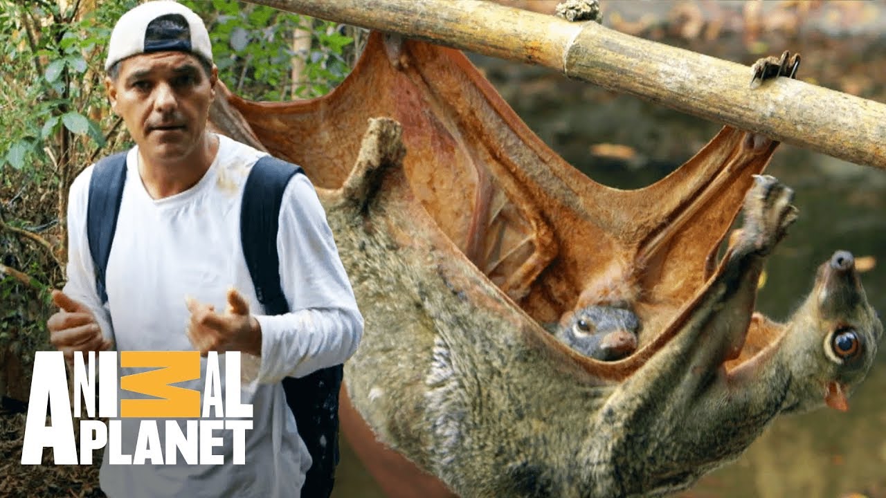 Colugo carrega filhote na barriga | Perdido no Sudeste Asiático | Animal Planet Brasil