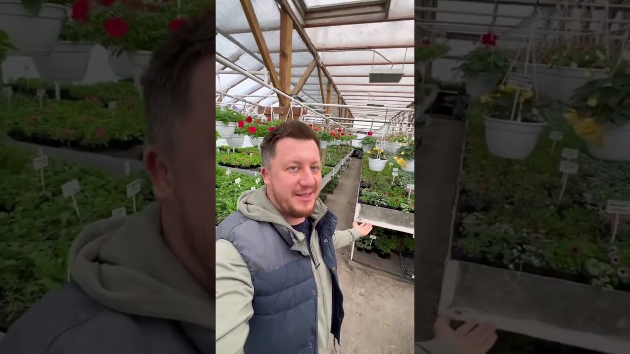 Плоский шифер BF Tech в теплице #шиферbftech #дача #сад #стройка #garden #шифер #bftech
