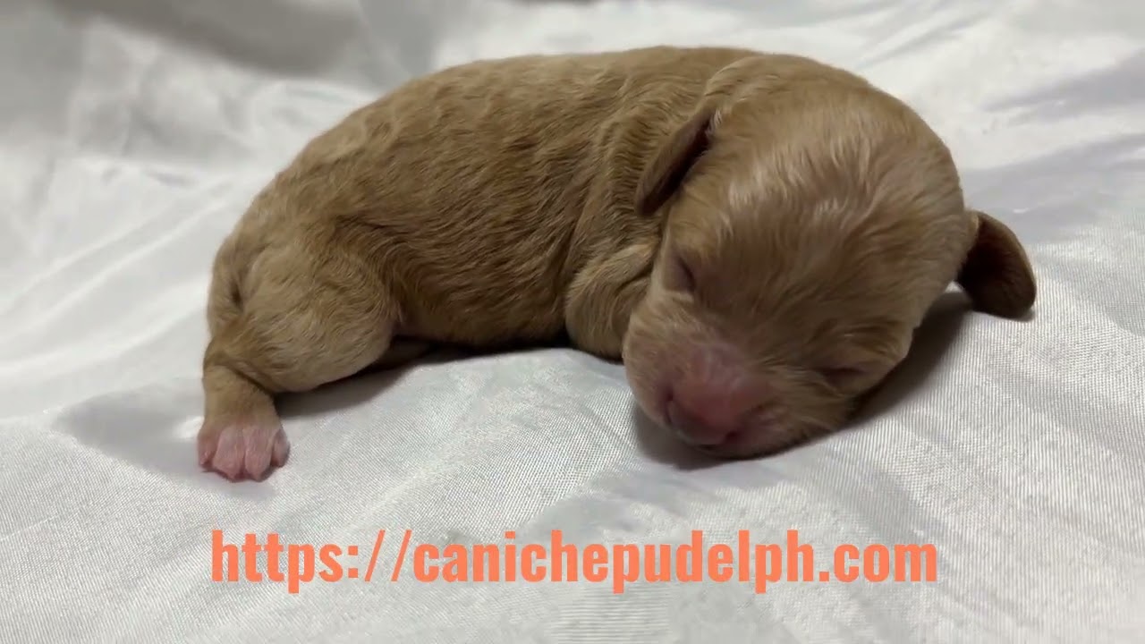 Mocca is a one-week-old toy poodle puppy with a apricot coat.