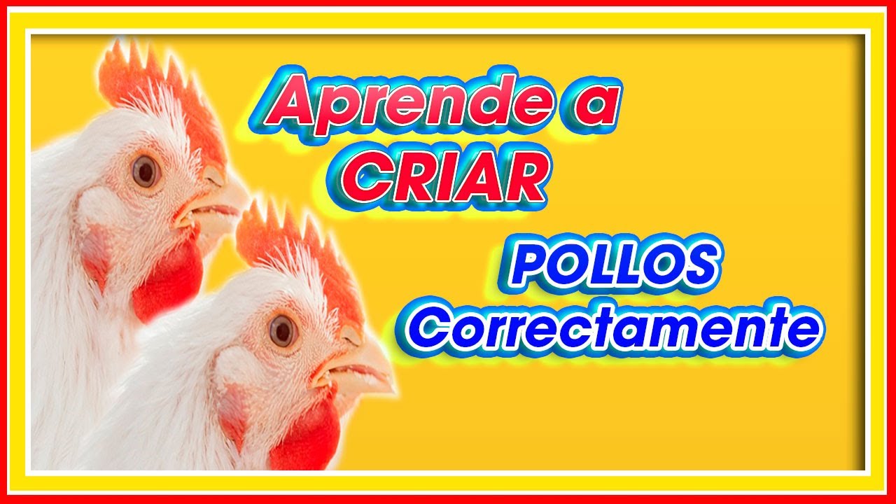 Como CRIAR POLLOS Correctamenteǀ MSc. Jannin Hernández Blandón