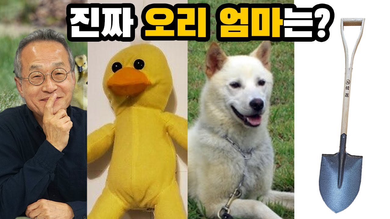 오리는 처음 본 인형도 엄마라고 생각할까? [최재천의 아마존]