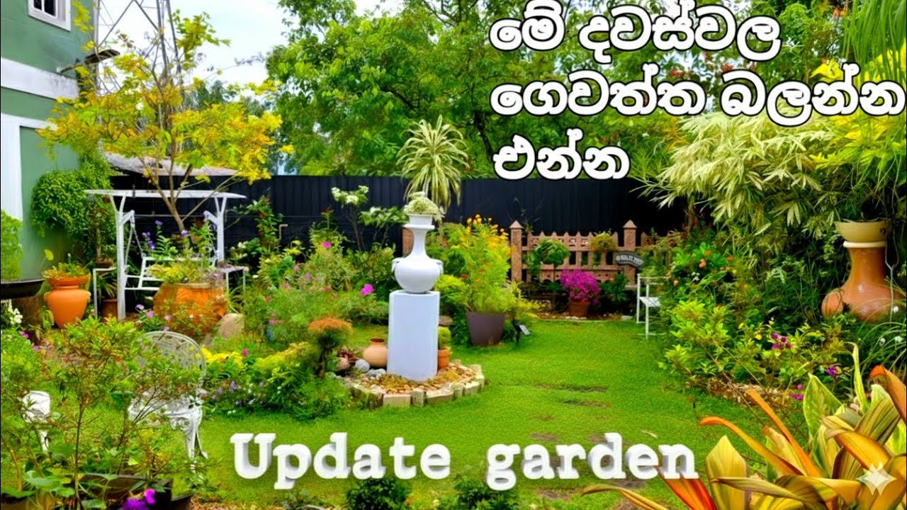 My Garden / Update My Garden / ❤️🤎🏵 / #shortvideo  🌲