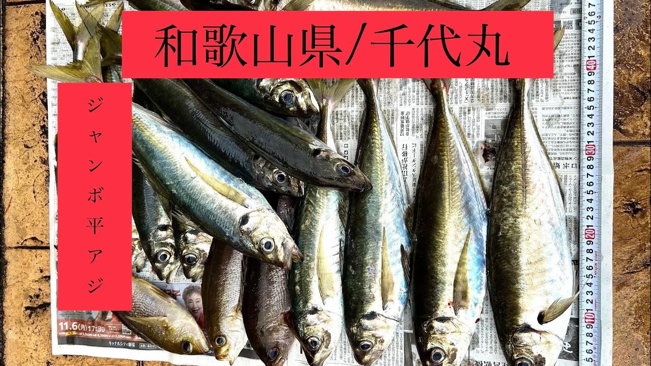 ジャンボ平アジ【和歌山県/千代丸】春の風物詩🌸