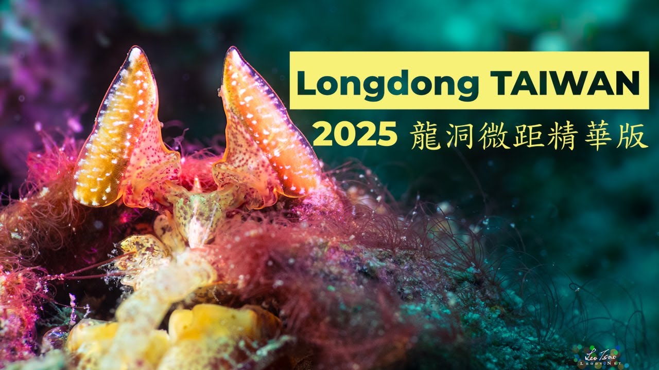 4K 2025龍洞微距精華版 | Underwater Macro Highlights Longdong TAIWAN