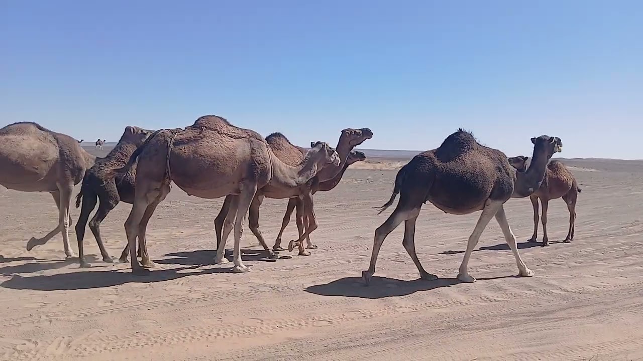 Sahara merzoga 