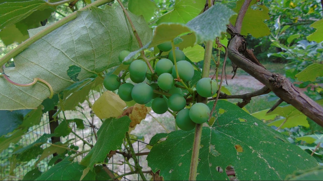 Edible Plants Ep 1 - Poison Ivy, Wild Grape, and Virginia Creeper Differences
