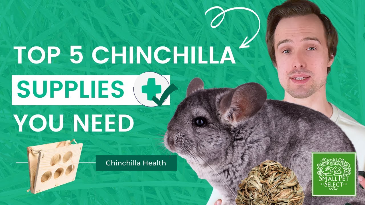 Chinchilla Care 101 (Top 5 Essential Chinchilla Supplies You NEED To Have)
