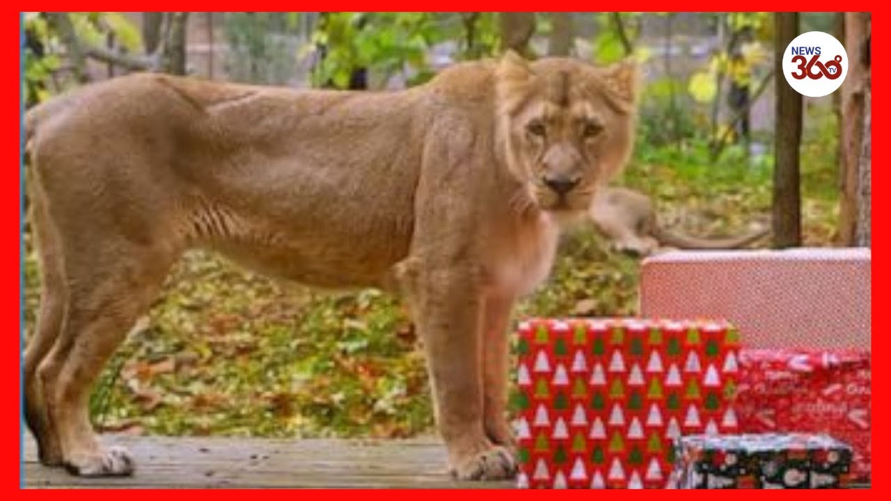 Animals at London Zoo open Christmas presents - News 360 Tv