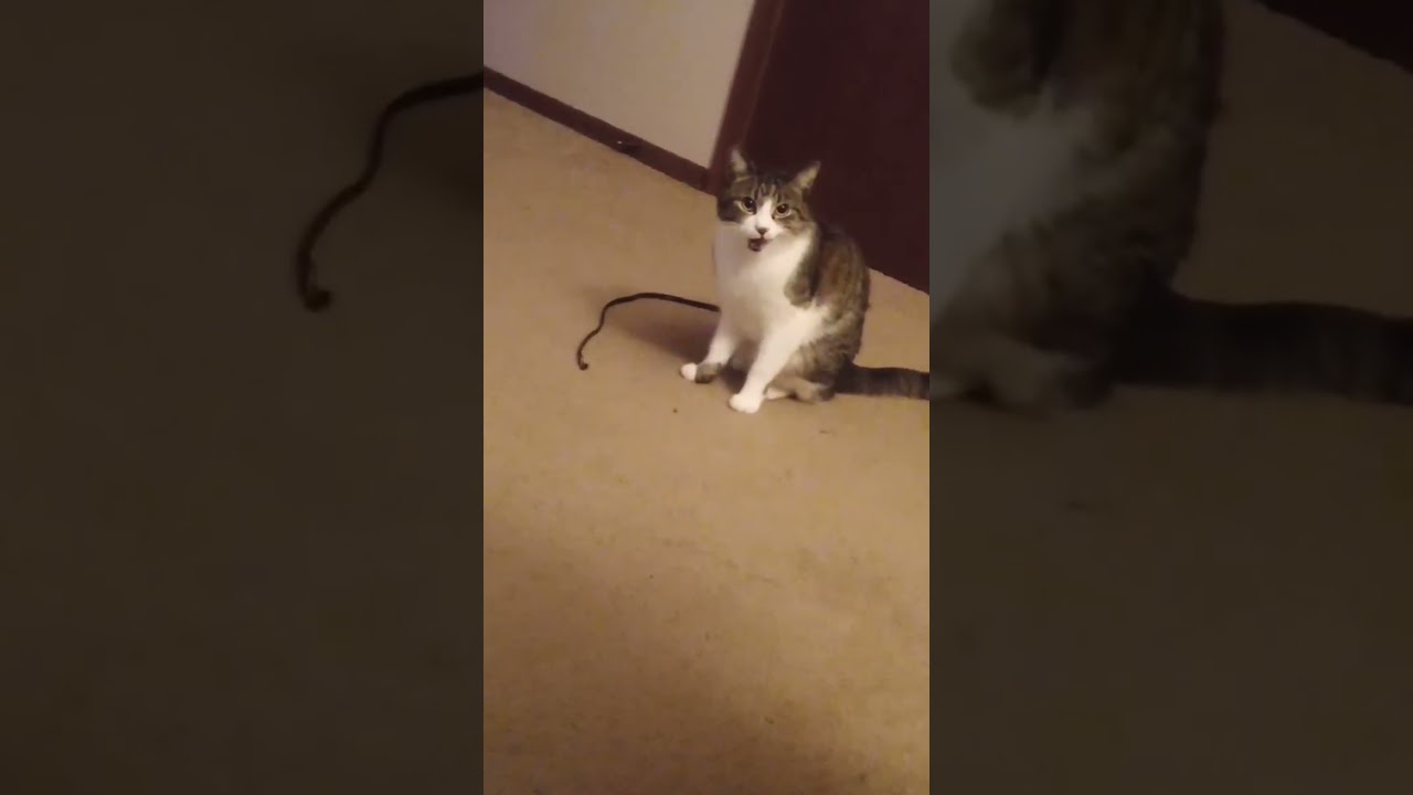 Sheldon Asking To Play, Cute 🥰