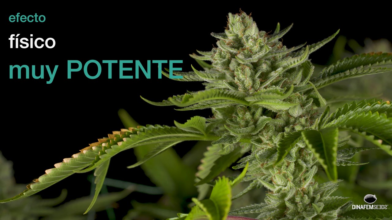 Variedad de marihuana feminizada Gorilla