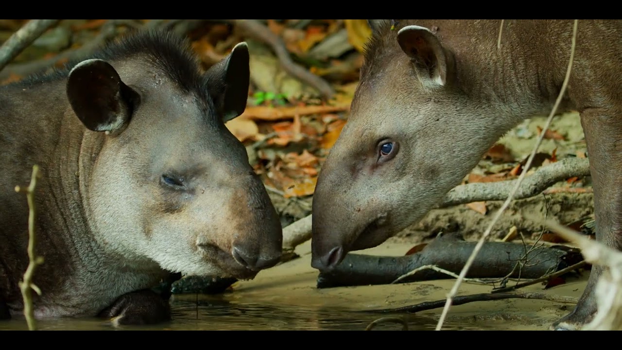 Feel the Amazon: A Journey into Cristalino Reserve