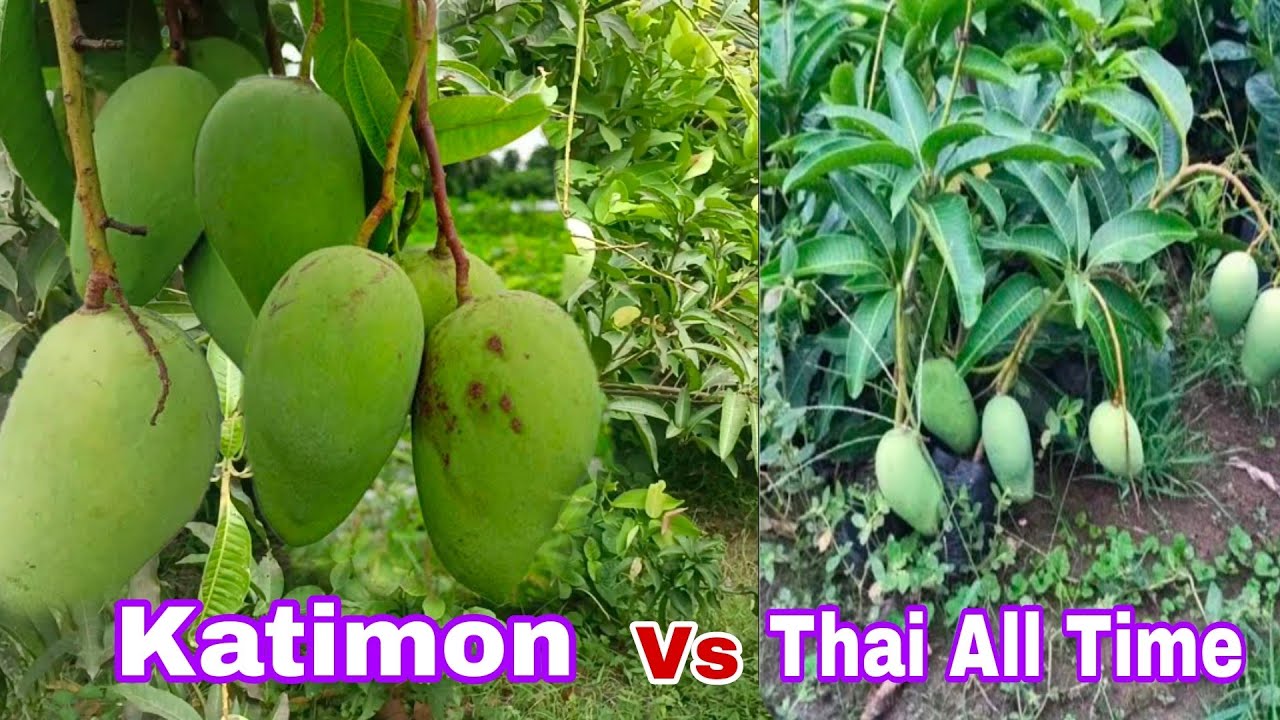 Katimon Mango vs Thai All Time Mango || काटिमन आम vs थाइ अलटाइम आम call-8515849729