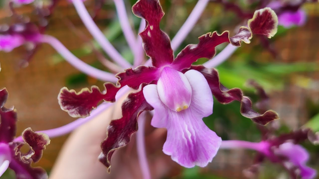PLANTIO LA ORQUIDEA OPEN HOUSE. February 24, 2023