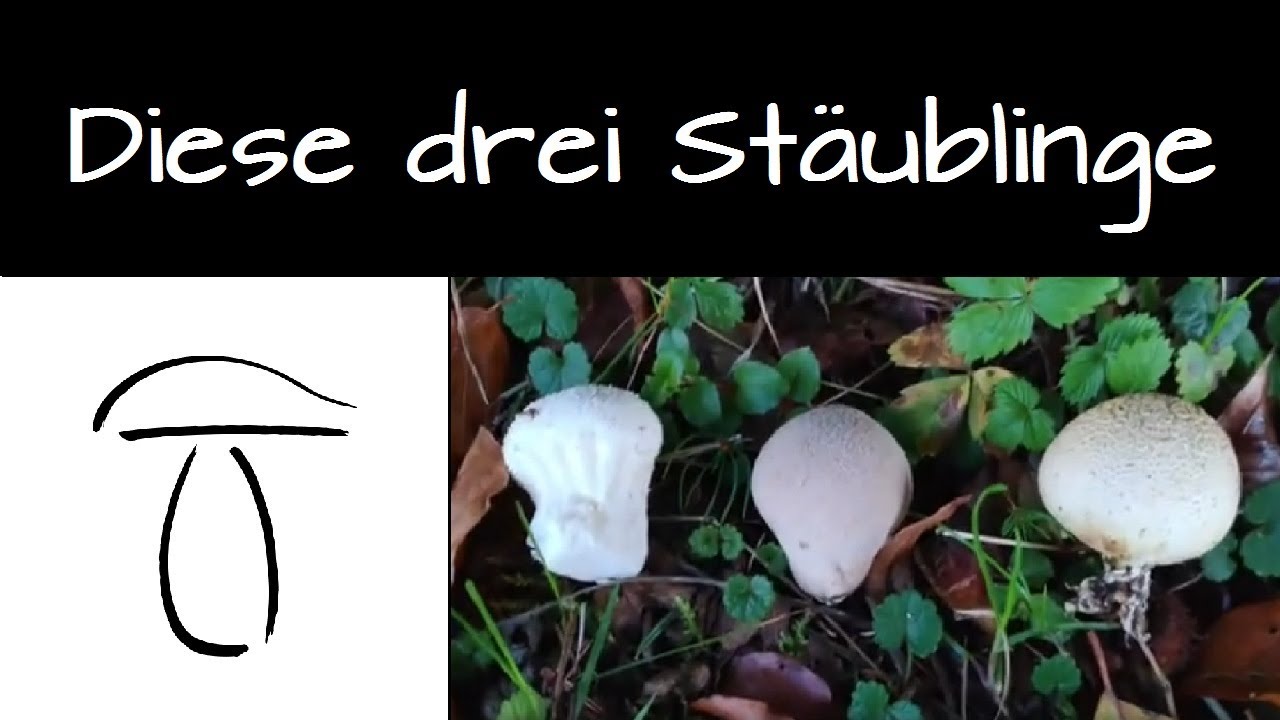 Diese drei St&auml;ublinge solltest du unbedingt kennen, weil einer ist...