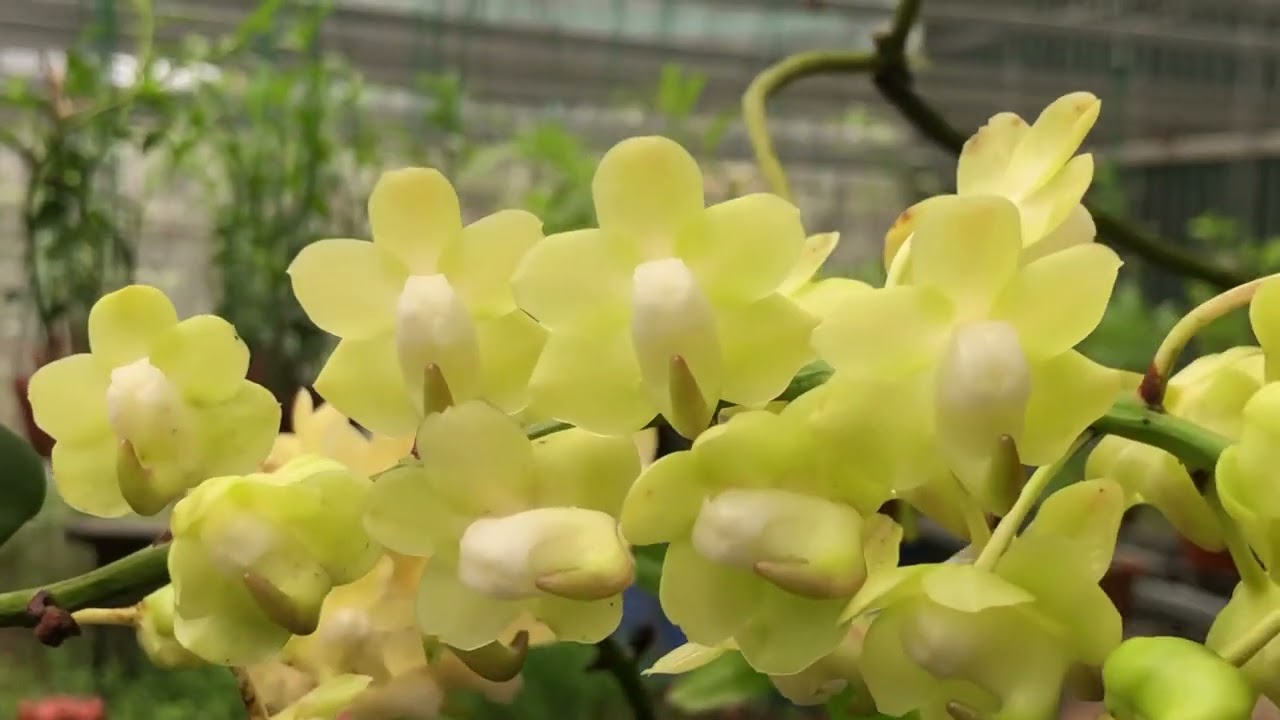 Nhận Biết về Quế Lan Hương | Lan Quế Cánh Mai