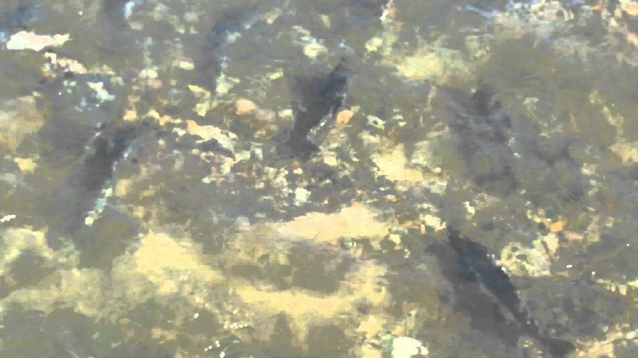 Salmon spawning in tidal plain, Dyea, Alaska