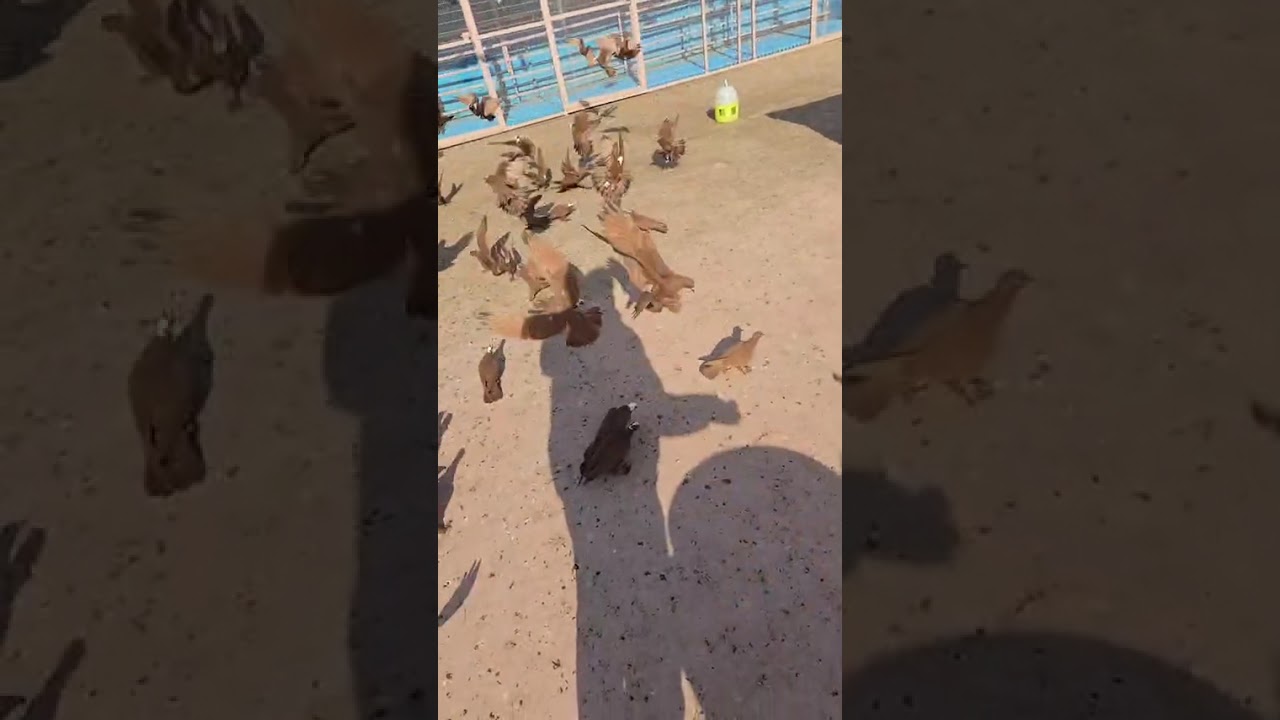 أفراخ بيت العبودي واحد عراق 