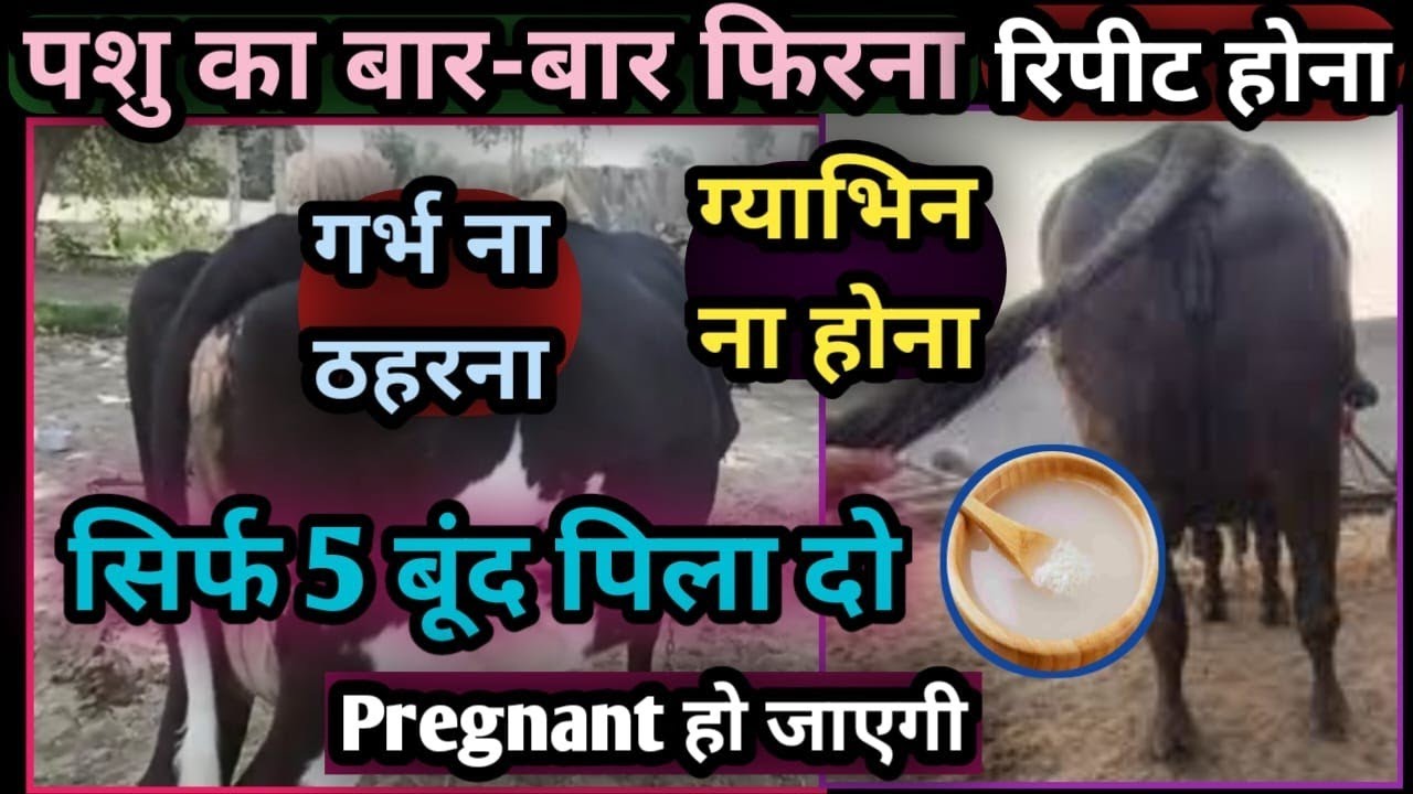 पशु का बार-बार फिरना | रिपीट होना | गाभिन ना होना | गर्भ ना ठहरना |सिर्फ 5 बुंद पिला दो👌 इलाज