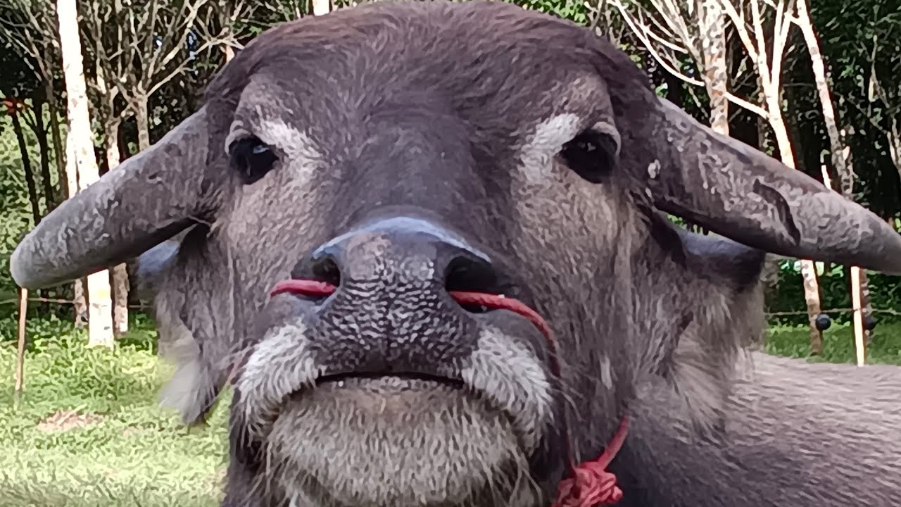 🙂ฝึกสมาธิ ให้น้องควาย🐃 กันครับผม