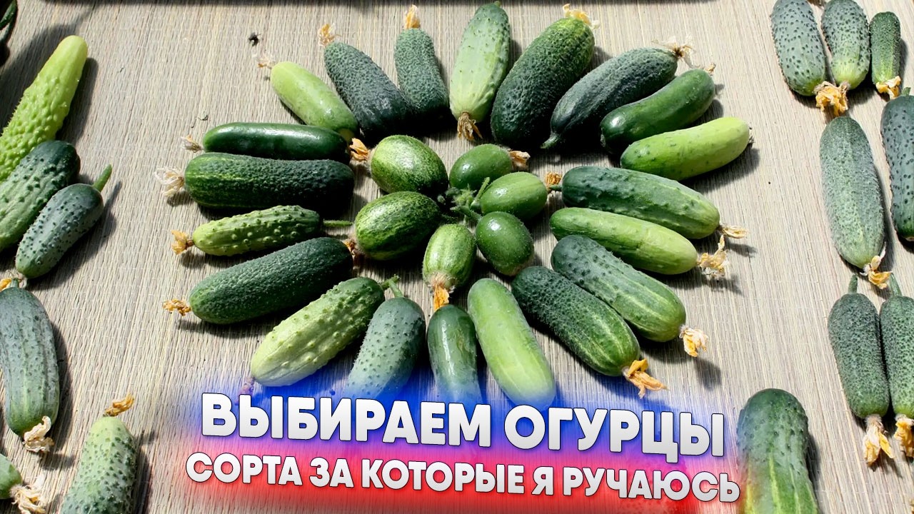 Выбираем огурцы. Сорта за которые я ручаюсь!