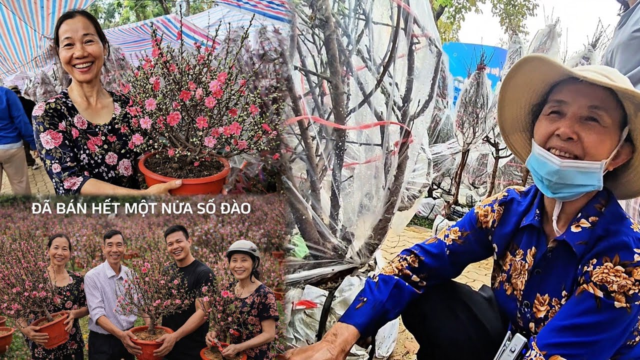 Chợ hoa Tết : Quá đã nhiều chủ vườn ĐÀO đã  bán hết nửa vườn ĐÀO ĐẸP NHẤT từ trước tới nay