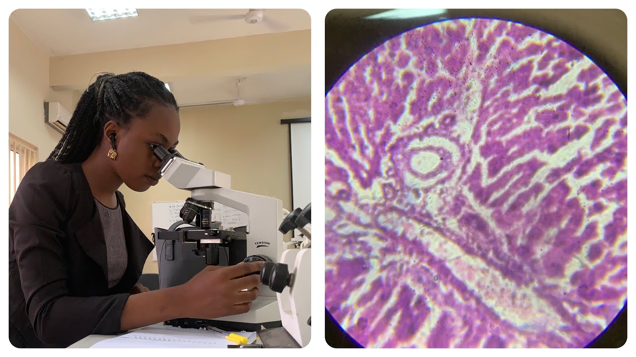 HOW TO USE A MICROSCOPE #microscope #anatomy #histology