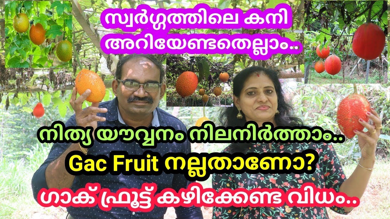 പറുദീസയിലെ പഴം / വിയറ്റ്നാമിൽ നിന്നുള്ള ഗാക് ഫ്രൂട്ടിനെ കുറിച്ച് അറിയേണ്ടതെല്ലാം #Gac Frut Farming