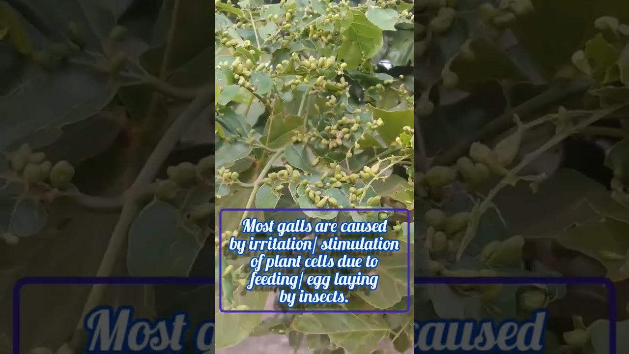 #Galls# bumps on the leaf surface#Plants response to the infections#green galls# plants