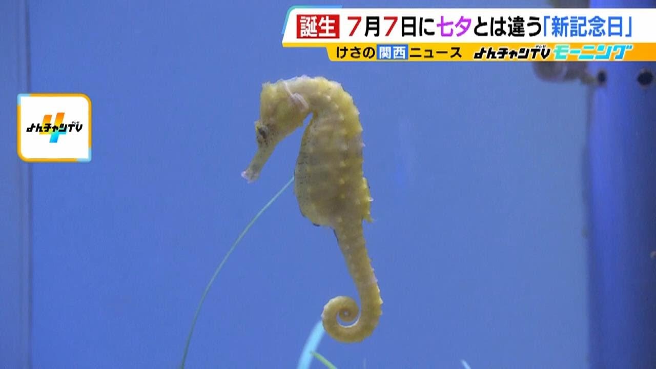 タツノオトシゴが泳ぐ姿は『７』に似ている！？７月７日を『タツノオトシゴの日』に　伊勢シーパラダイス（2024年7月8日）