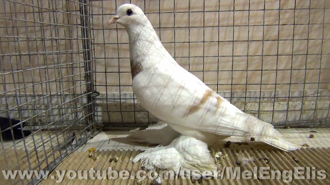 Pigeon Lune de Saxe à tête lisse jaune - Saxon Crescent Pigeon - Sächsische Mondtaube