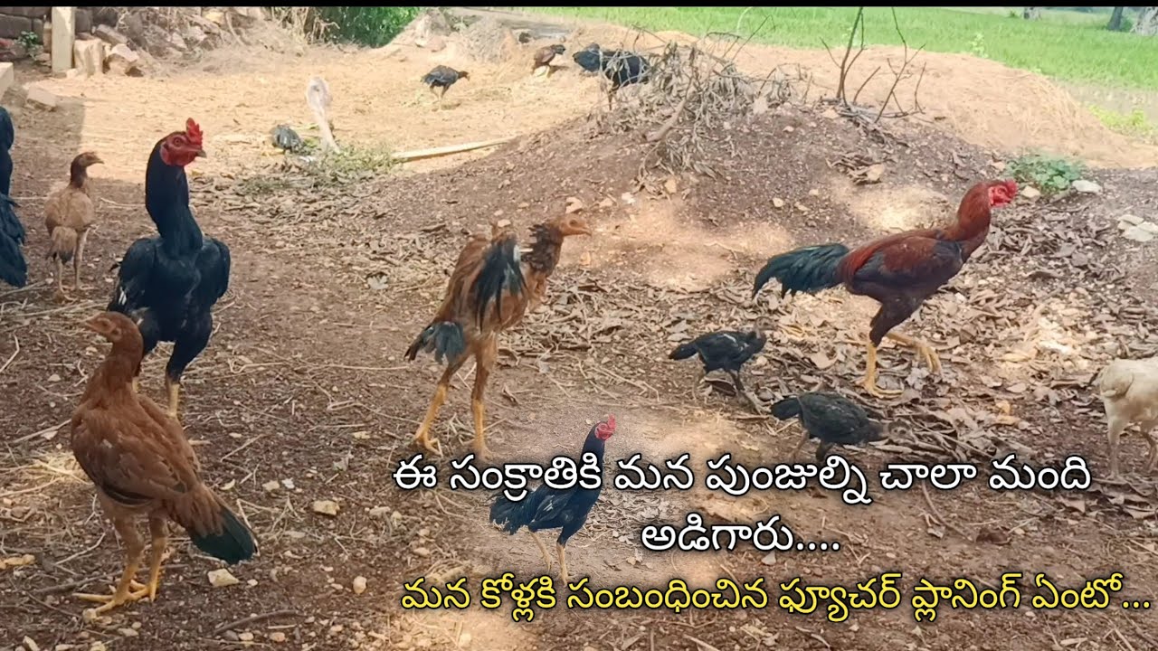 మన కోళ్లను చాలా మంది అడిగారు కానీ.... మన కోళ్ల feild లో future plans ఏంటి..