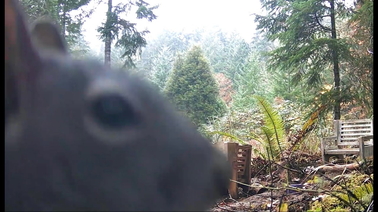 Forest Animal Highlight Reel #26