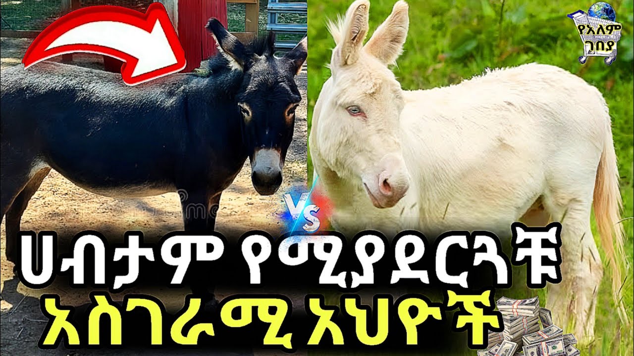 ከበሬ ዋጋ በላይ የሚሸጡ 10 አስገራሚ አህዮች 😱🤑 Expensive Donkey