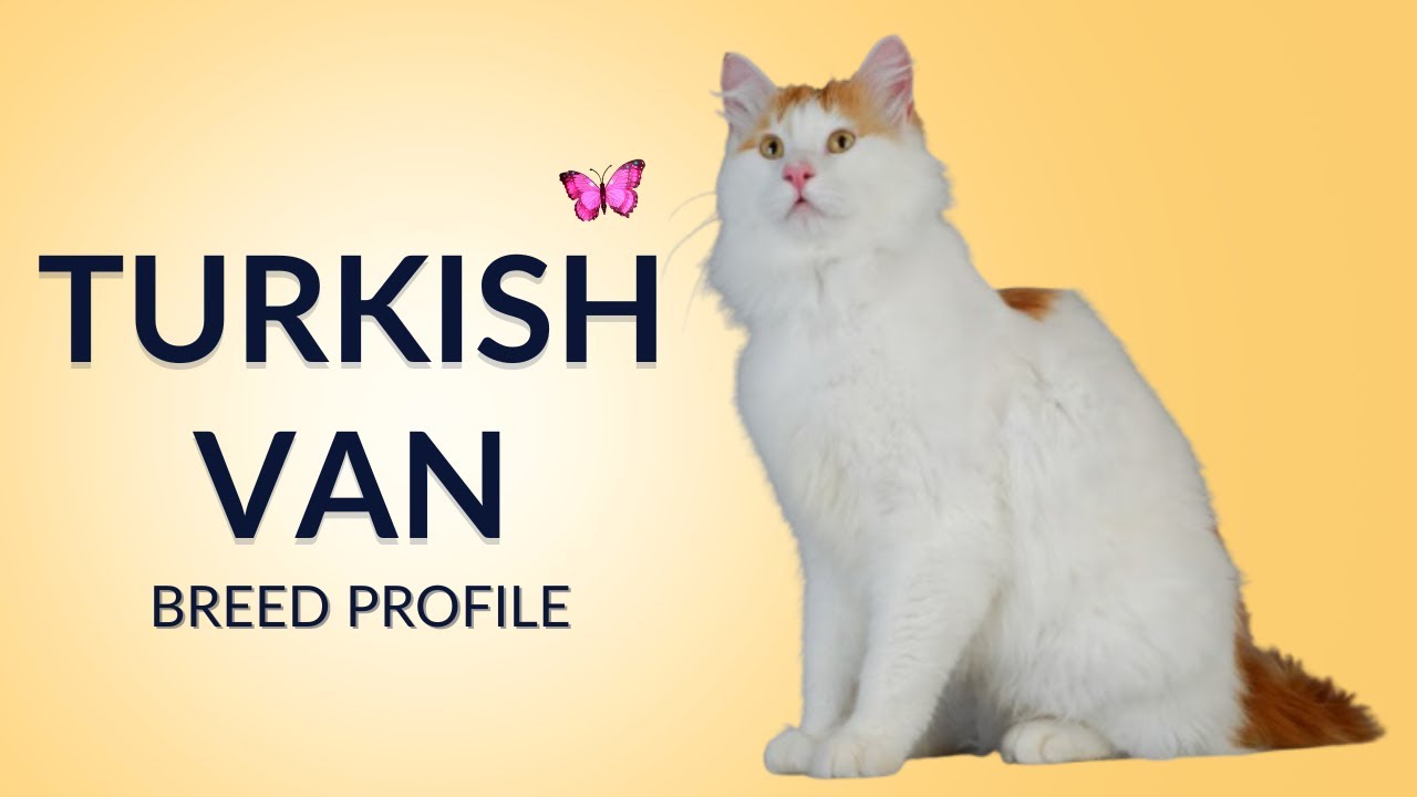 Turkish Van Cat Breed Profile History - Price - Traits - Grooming Needs - Lifespan