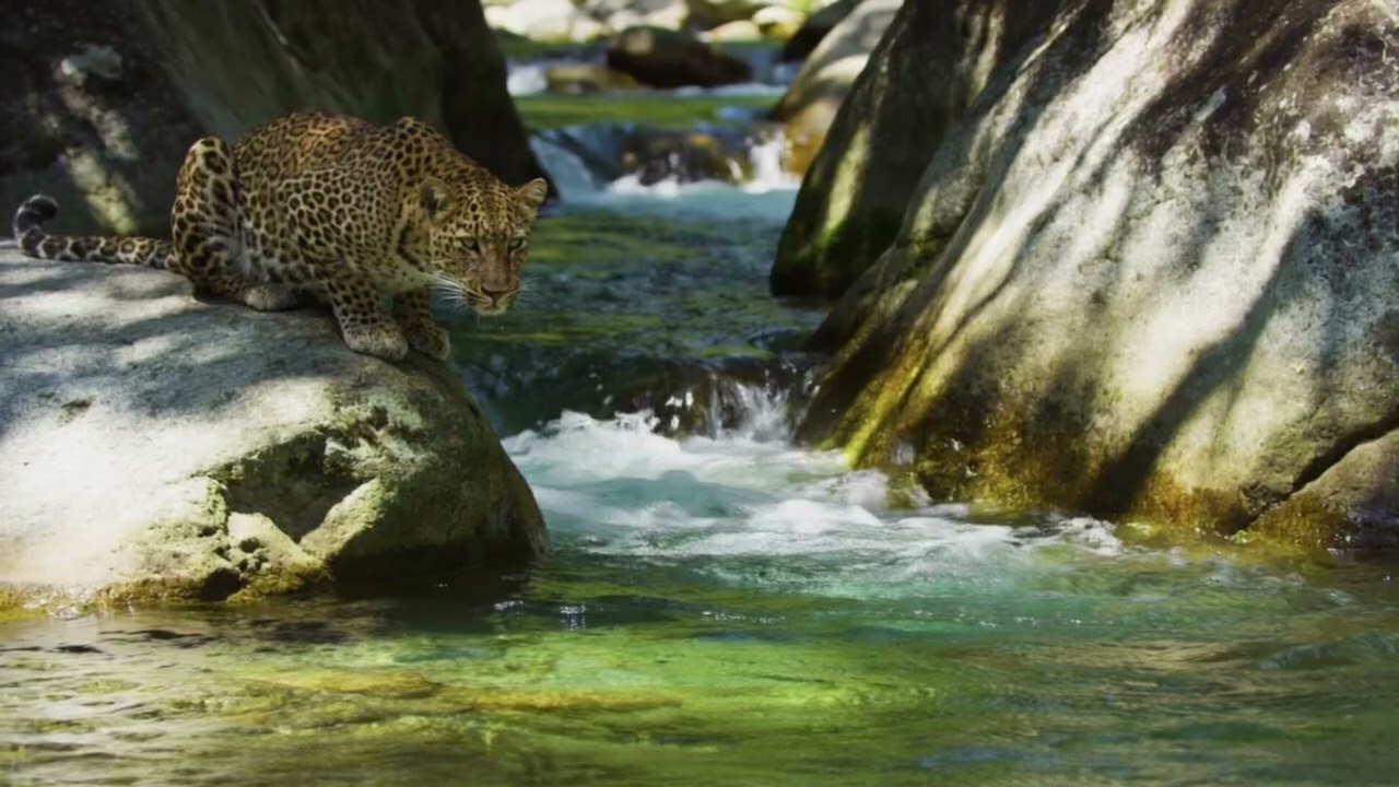 Wildlife Sounds for Relaxation and Focus by a Tranquil Forest Stream