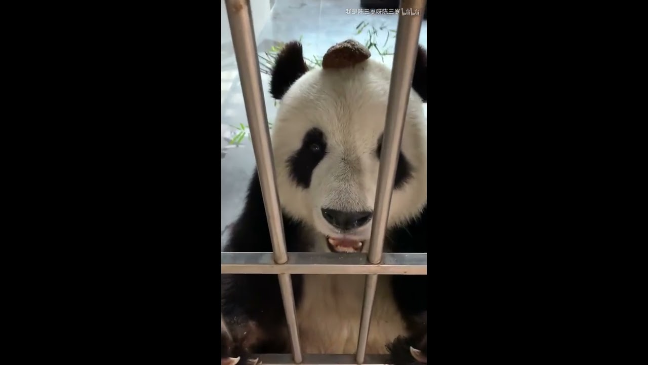 Panda Fei Yun-Her smile let me feel the whole world become brightly.