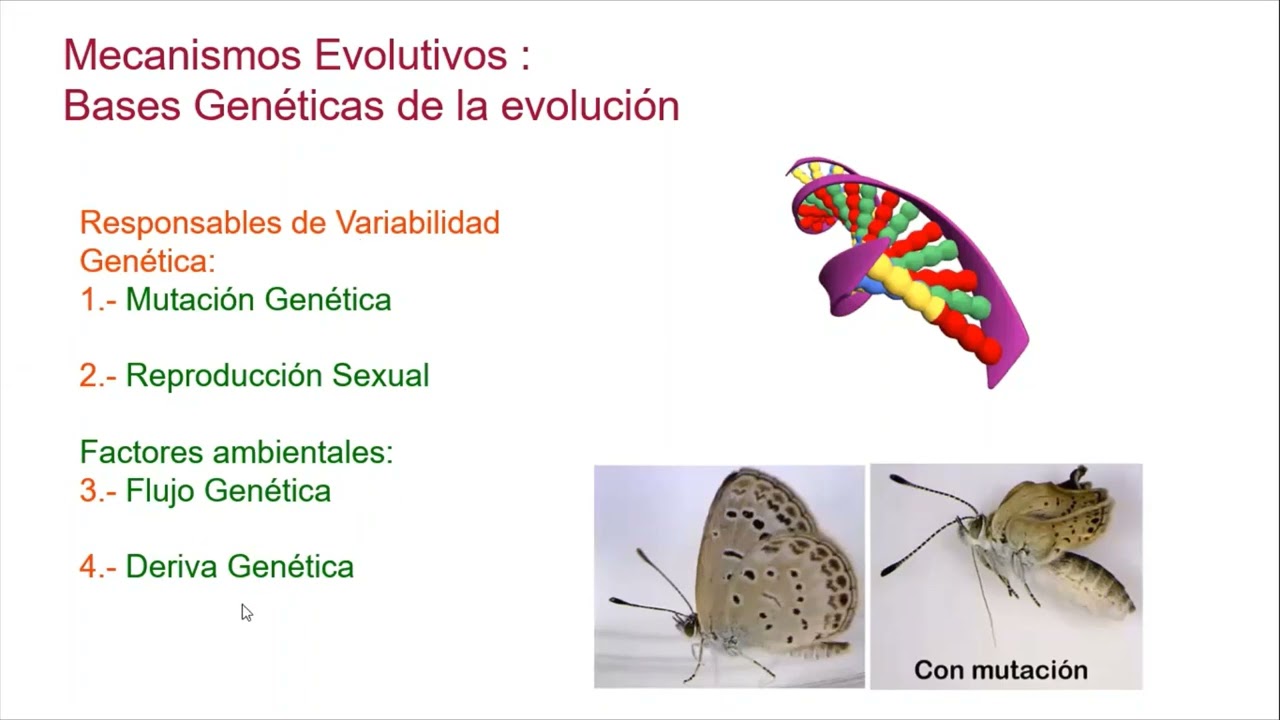 Neodarwinismo