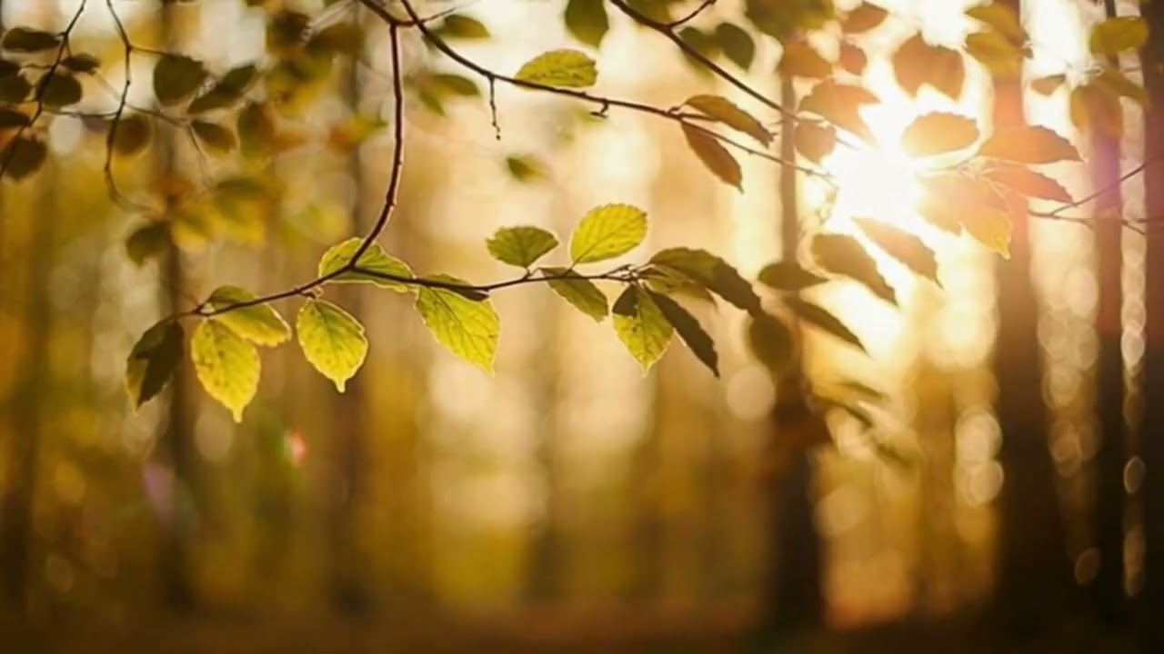 Healing Piano for Inner Calm 13 – Soft Music to Quiet the Mind