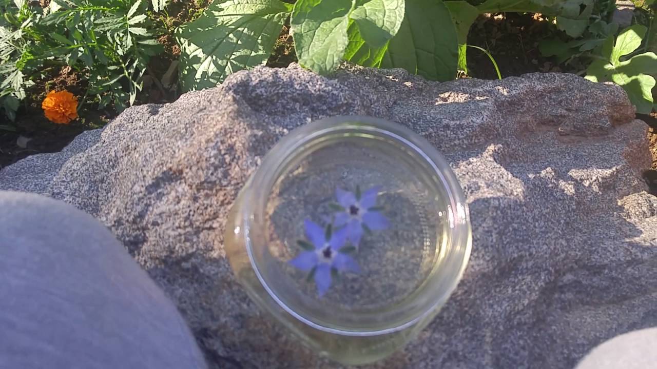 How to make Borage Herb Tinctures
